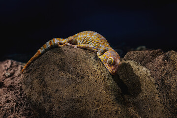 Tokay Gecko (Gekko gecko) - Lizard - obrazy, fototapety, plakaty