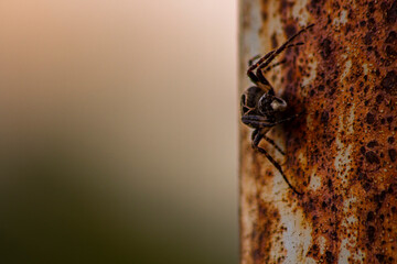 A spider on a rusty pipe