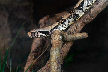Red Tail Boa snake (Boa constrictor constrictor)