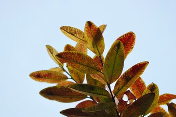 The verdant green leaves of a tree, basking in the sunlight and adding to the beauty of nature's canopy
