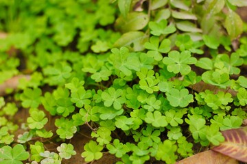 The verdant green leaves of a tree, basking in the sunlight and adding to the beauty of nature's...