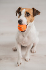 Portrait of a Jack Russell Terrier dog holding a small ball. Vertical photo. 
