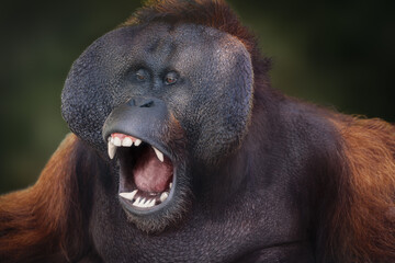 Male Bornean Orangutan (Pongo pygmaeus) - Great Ape with open mouth