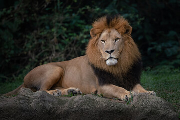 Male Lion with beautiful mane (Panthera leo)