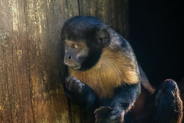 Golden-bellied Capuchin monkey (Sapajus xanthosternos)