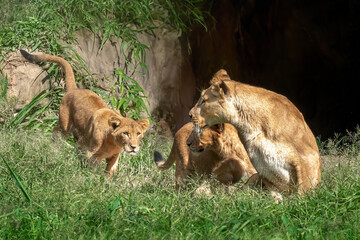 Lioness with cubs (Panthera leo)