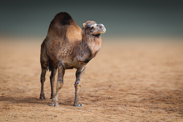Dromedary (Camelus dromedarius) or One-humped Camel