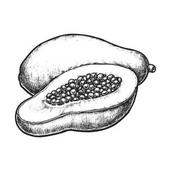 Sliced papaya fruit sketch. Vector pawpaw with seeds. Realistic hand drawn edible and organic carica. Food for vegetarian or vegan dessert. Botany and biology papaw illustration. Agriculture clipart