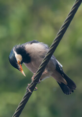 Indian Pied Myna Birds with beautiful background