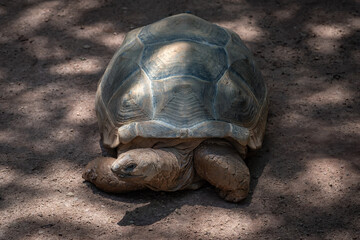 Aldabra Giant Tortoise (Aldabrachelys gigantea) - obrazy, fototapety, plakaty