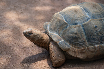 Aldabra Giant Tortoise (Aldabrachelys gigantea) - obrazy, fototapety, plakaty