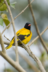 The Black Hooded Oriole Beautiful Yellow Bird with Natural Background.