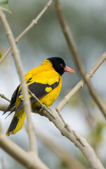 The Black Hooded Oriole Beautiful Yellow Bird with Natural Background.