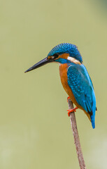 The Common Kingfisher Bird with Beautiful Background.