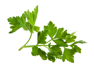 Green parsley isolated on white background.