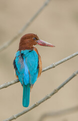 The White Throated Kingfisher Bird with Beautiful Background.