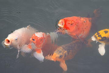 Koi Fish inside a pond of the Imperial Citadel of Hue