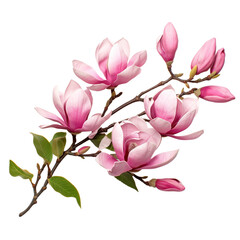 Branch of pink magnolia flowers isolated on transparent or white background