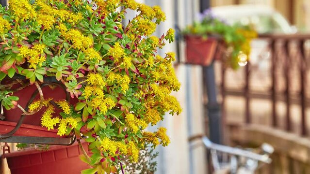 Sedum palmeri is plant in family Crassulaceae native to Mexico with persistent light green leaves, becoming marked in red during winter.