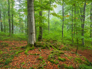 Natural Foggy Forest of old Beech Trees with moss covered roots - 742922266