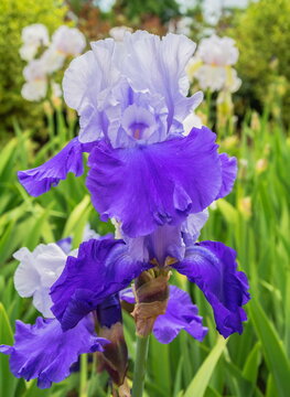 A beautiful purple iris blooming in the botanical garden