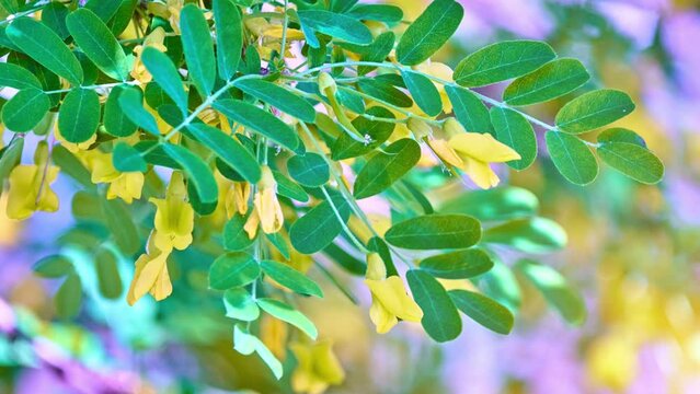 Caragana arboresen Pendula (arborescens), Siberian peashrub, Siberian pea-tree, or caragana, is a species of legume native to Siberia and parts of China .