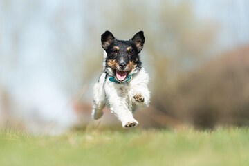 A funny small Jack Russell Terrier is seen flying over the meadow in action against a blurred...