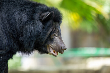 American Black Bear (Ursus americanus) in North America