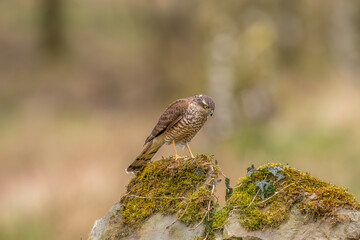 Sparrowhawk