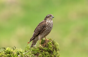 Sparrowhawk, male, perched on a moss covered tree in a forest in the uk in spring.