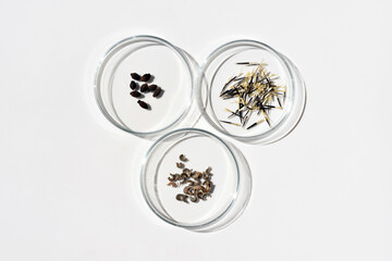Petri dishes with various flower and herb seeds. Cultivation of plants, gardening or research...