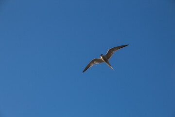 seagull in the sky