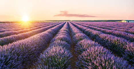 Lavender field in blossom. Rows of lavender bushes stretching to the skyline. Stunning  sunset sky...
