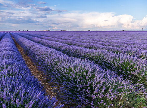 Lavender field in blossom. Rows of lavender bushes stretching to the skyline. Brihuega, Spain.