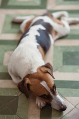 Jack Russell Terrier Puppy