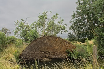 Fallen tree in the countryside near Wieze, Flanders, Belgium