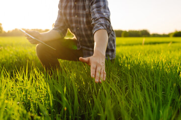 Farmer is checking harvest progress on a tablet at the green wheat field. New crop of wheat is growing. Agricultural and farm concept.