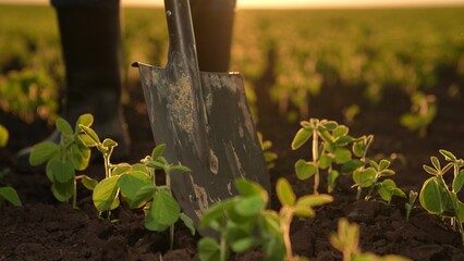 Agriculture, Farmer digging soil field, green sprouts sunset, farmer boots feet digging soil farm,...