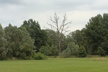 Flemish landscape with meadow, green trees and shrubs and a bare dead oak a cloudy sky in Wieze, Flanders, Belgium © Kristof Lauwers
