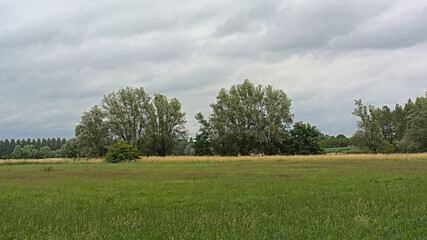Summer landscape with green meadows and willow trees under a cloudy sky in Wieze, Flanders, Belgium