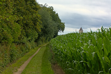 Path along corn fields to the church of the village of Wieze © Kristof Lauwers