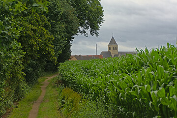 Path along corn fields to the church of the village of Wieze © Kristof Lauwers