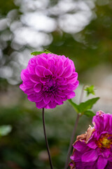Beautiful purple dahlia flower in the garden, stock photo