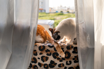 two domestic cats interact by the window at sunset