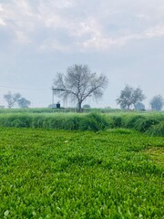 Obraz premium A village in Bangladesh during the sunset, casting a warm and serene glow over the landscape
