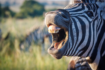 The laughing zebra
