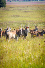 Eland Couple