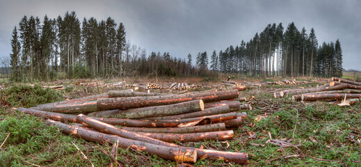 What remains of the forest after the storm. The picture shows the consequences of climate change, a deforested area with numerous sawn-off tree trunks. A depressing sight of environmental destruction.