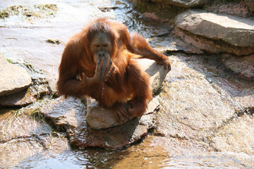 orangutan in a zoo in france  © frdric