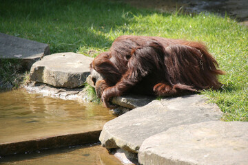 orangutan in a zoo in france  © frdric